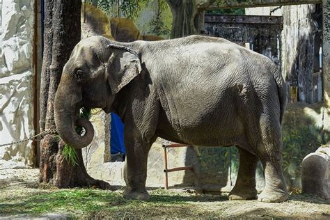 mali the elephant manila zoo